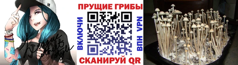 Купить где  Ростов  Псилоцибиновые грибы Magic Shrooms 